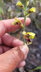 Tritoniopsis parviflora