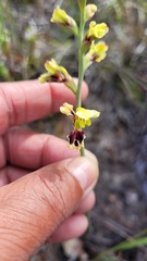 Tritoniopsis parviflora