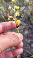 Tritoniopsis parviflora