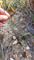 Tritoniopsis parviflora