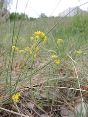 Alyssum montanum gmelinii