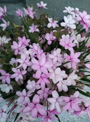 Rhodohypoxis