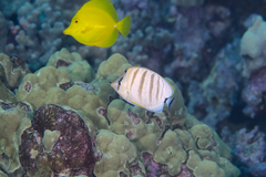 Chaetodon multicinctus