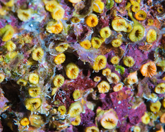 Cladopsammia eguchii