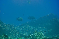 Oplegnathus punctatus