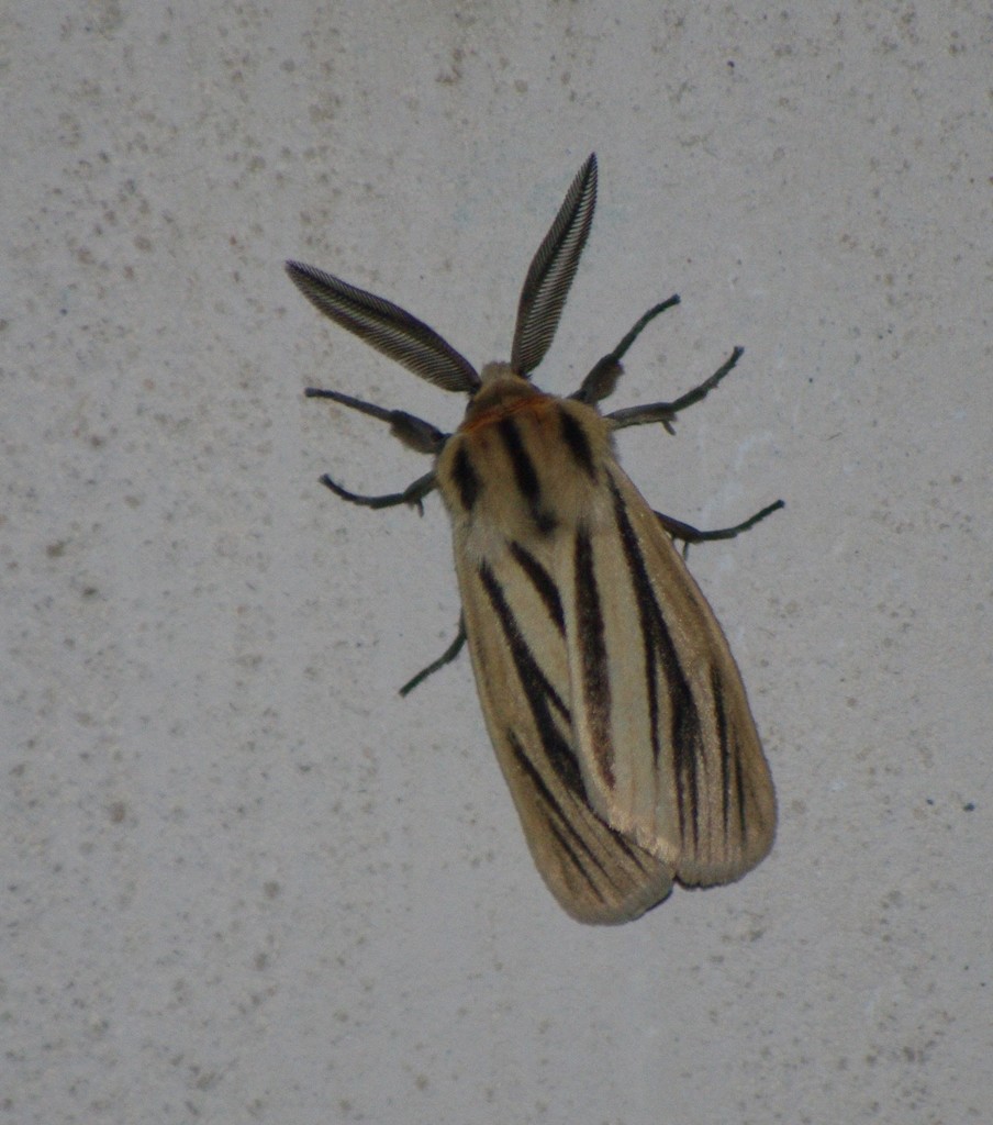 Acantharctia