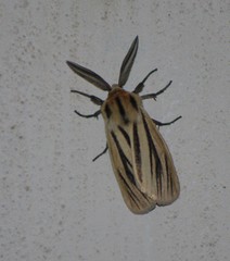 Acantharctia latifasciata