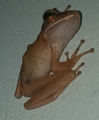 Polypedates leucomystax