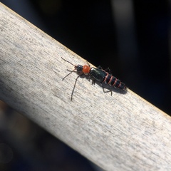 Carphurus angustatus