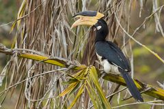 Anthracoceros coronatus