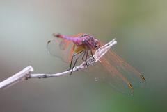 Trithemis persephone