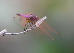 Trithemis persephone