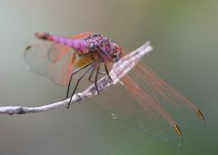 Trithemis persephone