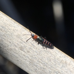 Carphurus angustatus