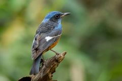 Monticola cinclorhyncha