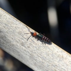 Carphurus angustatus