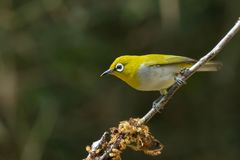 Zosterops palpebrosus