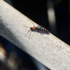 Carphurus angustatus