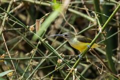 Arachnothera longirostra