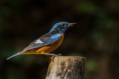 Monticola cinclorhyncha