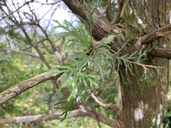 Calocedrus formosana