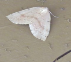 Thallophaga hyperborea