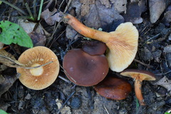 Lactarius serifluus