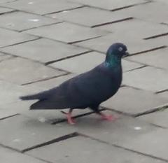 Columba livia domestica