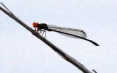 Pseudagrion malgassicum