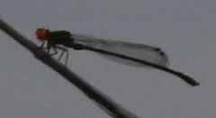 Pseudagrion malgassicum