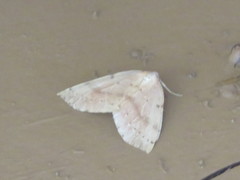 Thallophaga hyperborea