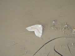 Thallophaga hyperborea