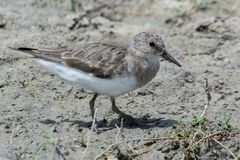 Calidris temminckii
