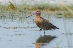 Limosa limosa