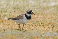 Charadrius hiaticula