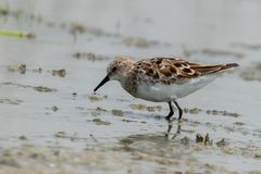 Calidris minuta