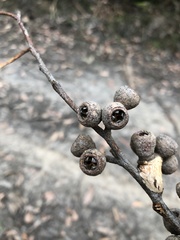 Eucalyptus baxteri