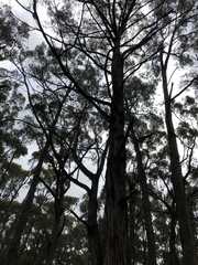 Eucalyptus baxteri