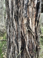Eucalyptus baxteri