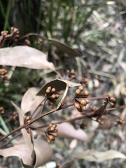 Eucalyptus baxteri