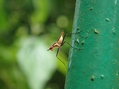 Telostylinus lineolatus