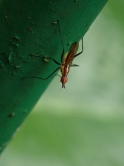 Telostylinus lineolatus