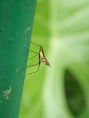 Telostylinus lineolatus