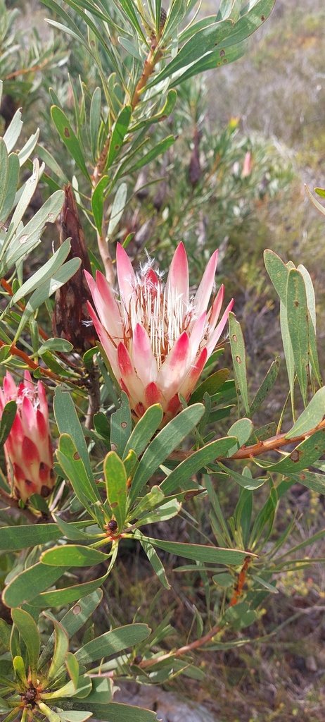 Common Sugarbush from Helderberg, Overberg District Municipality, South ...