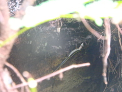 Sphenomorphus sanctus