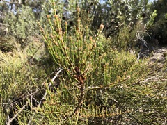 Allocasuarina mackliniana