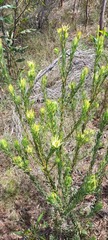 Leucadendron elimense elimense × laxum