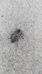 Lampetis dilaticollis