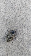 Lampetis dilaticollis