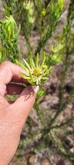 Leucadendron elimense elimense × laxum